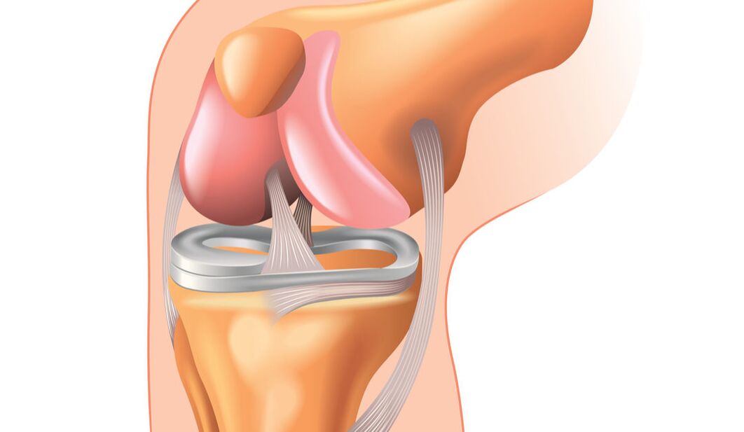 la estructura de la articulación de la rodilla